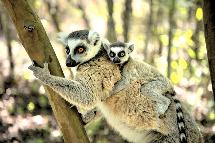 baby lemur